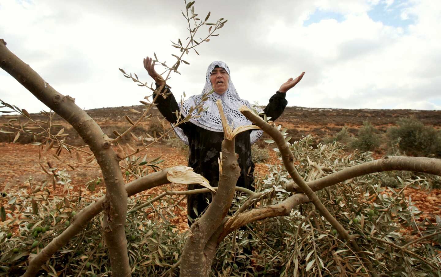 Palestinian woman beside a damaged olive tree in the West Bank